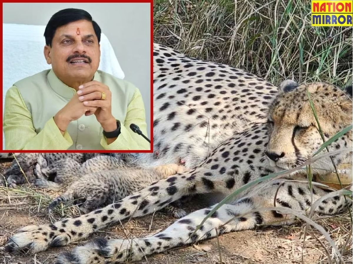 कूनो में फिर गूंजी खुशखबरी,गामिनी ने दिए तीन शावक;CM डॉ मोहन ने जताई खुशी