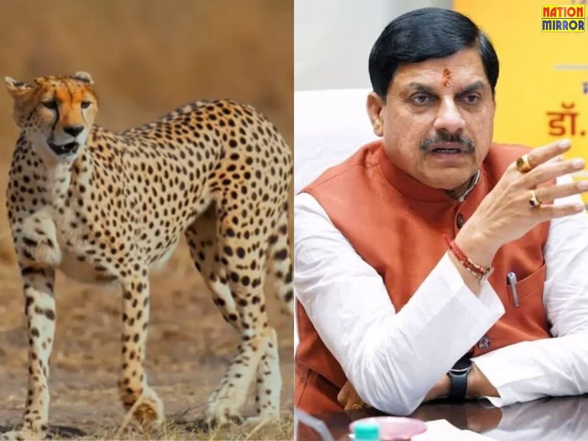 28 फरवरी को बोत्सवाना से 8 चीते मध्यप्रदेश लाए जाएंगे-मुख्यमंत्री डॉ. मोहन यादव