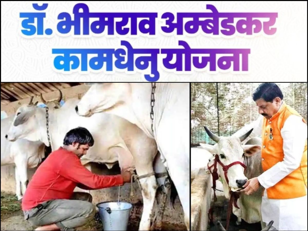 CM डॉ मोहन ने दी डेयरी व्यवसाय को नई उड़ान,25 पशु इकाई पर मिल रहे 42 लाख