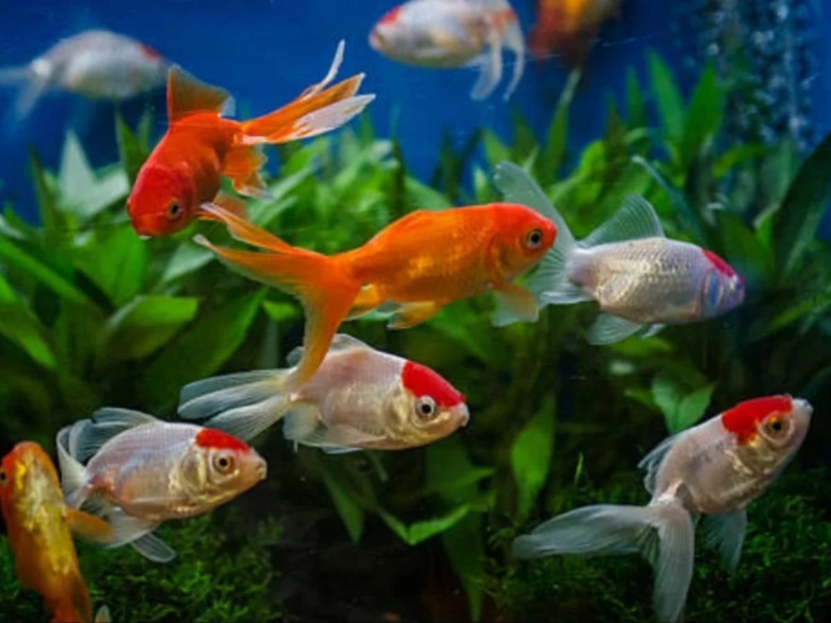 Lucky Fish For Vastu tips: अगर घर में मछलियां लाने की सोच रहें हैं तो पढ़े ये खबर…